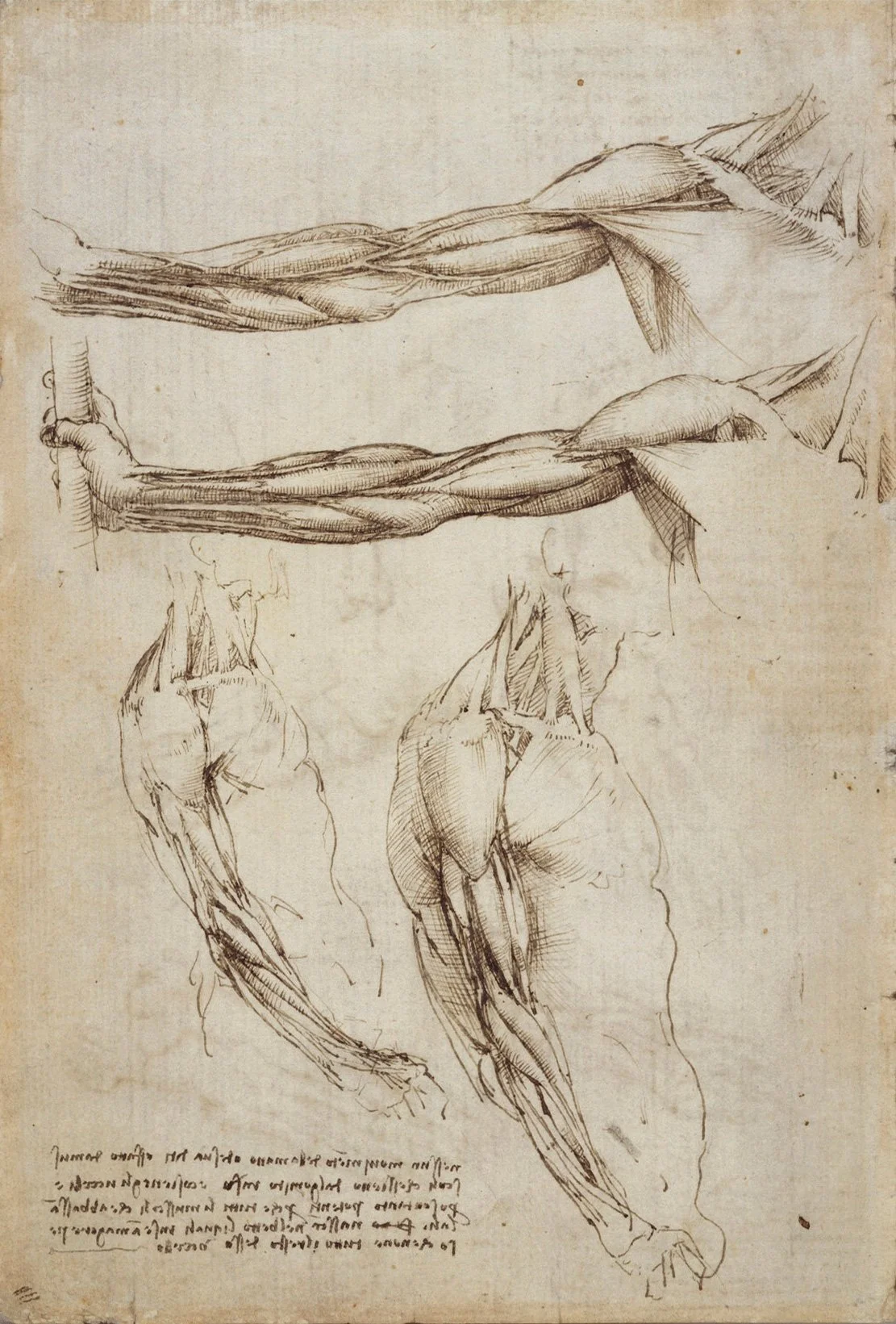 leonardo-da-vinci-the-muscles-of-the-shoulder-copy-1511-trivium-art-history.jpg