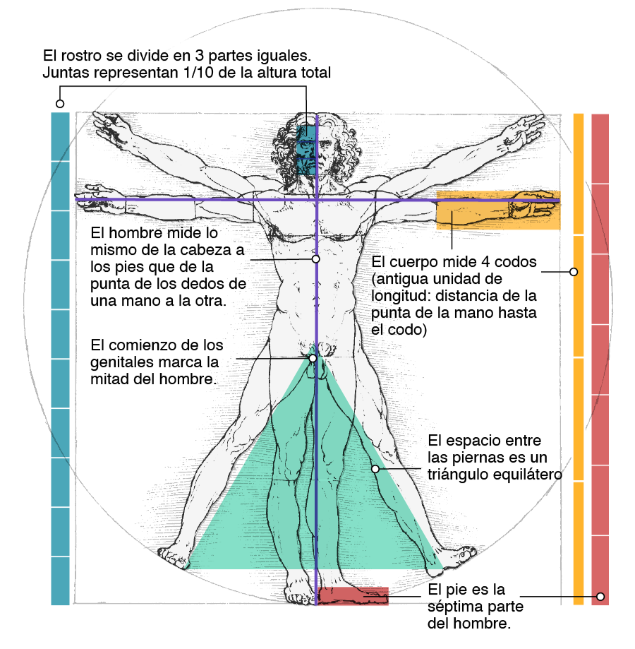 _113226500_hombre_vitruvio2-nc.png
