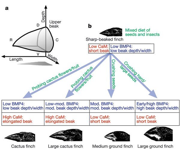 BMP-and-CaM-dependent-signalling-regulates-growth-along-different-axes-facilitating-the.jpg