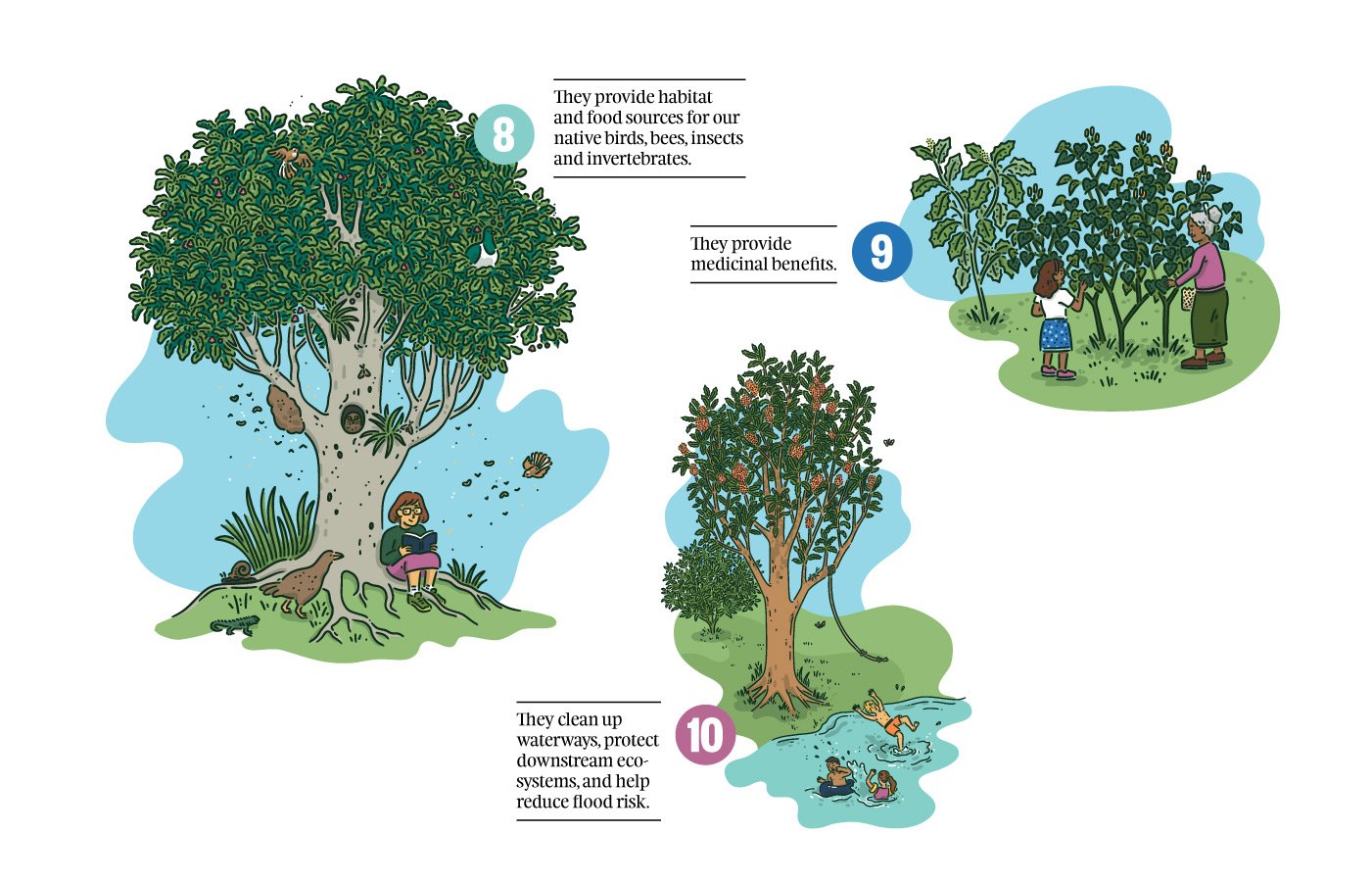 The artwork was created for a lightbox display at Wellington Airport to encourage donations for native tree planting. It also lives as an educational poster for sale through Trees That Count.