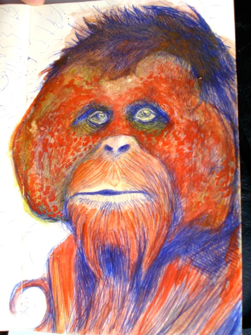 Orangutan 2