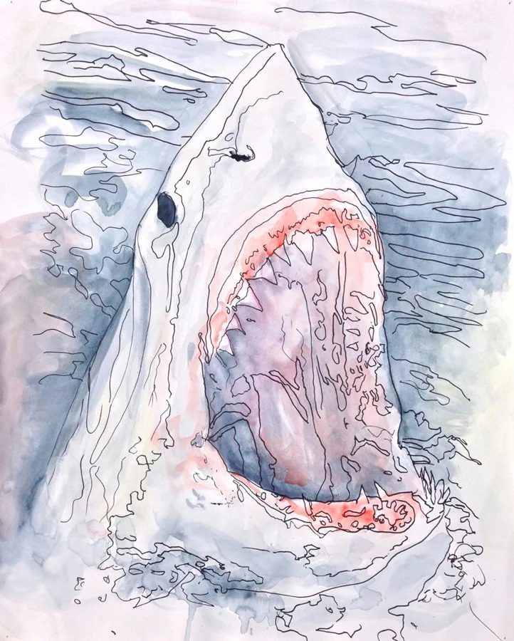 Great White Sketch