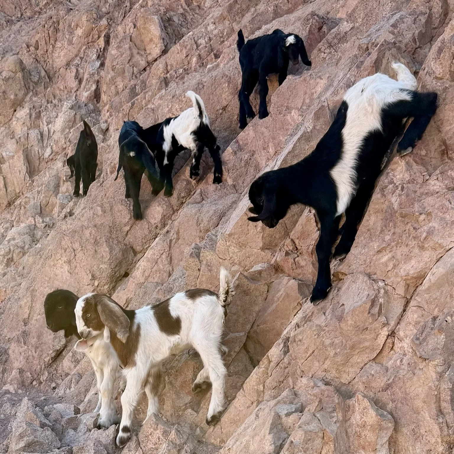Lastly the baby goats which immediately scampered on the rocky hillside.  