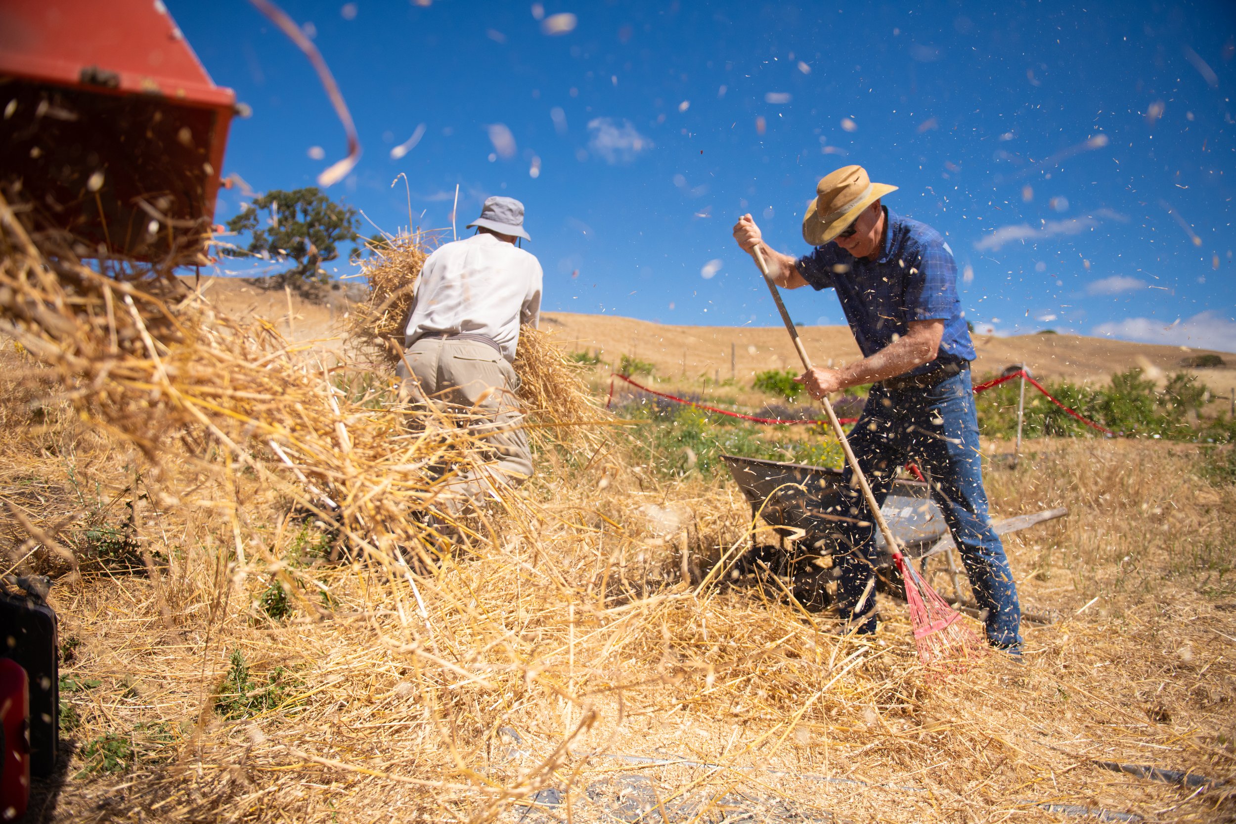 Clearing the straw and chaff after threshing