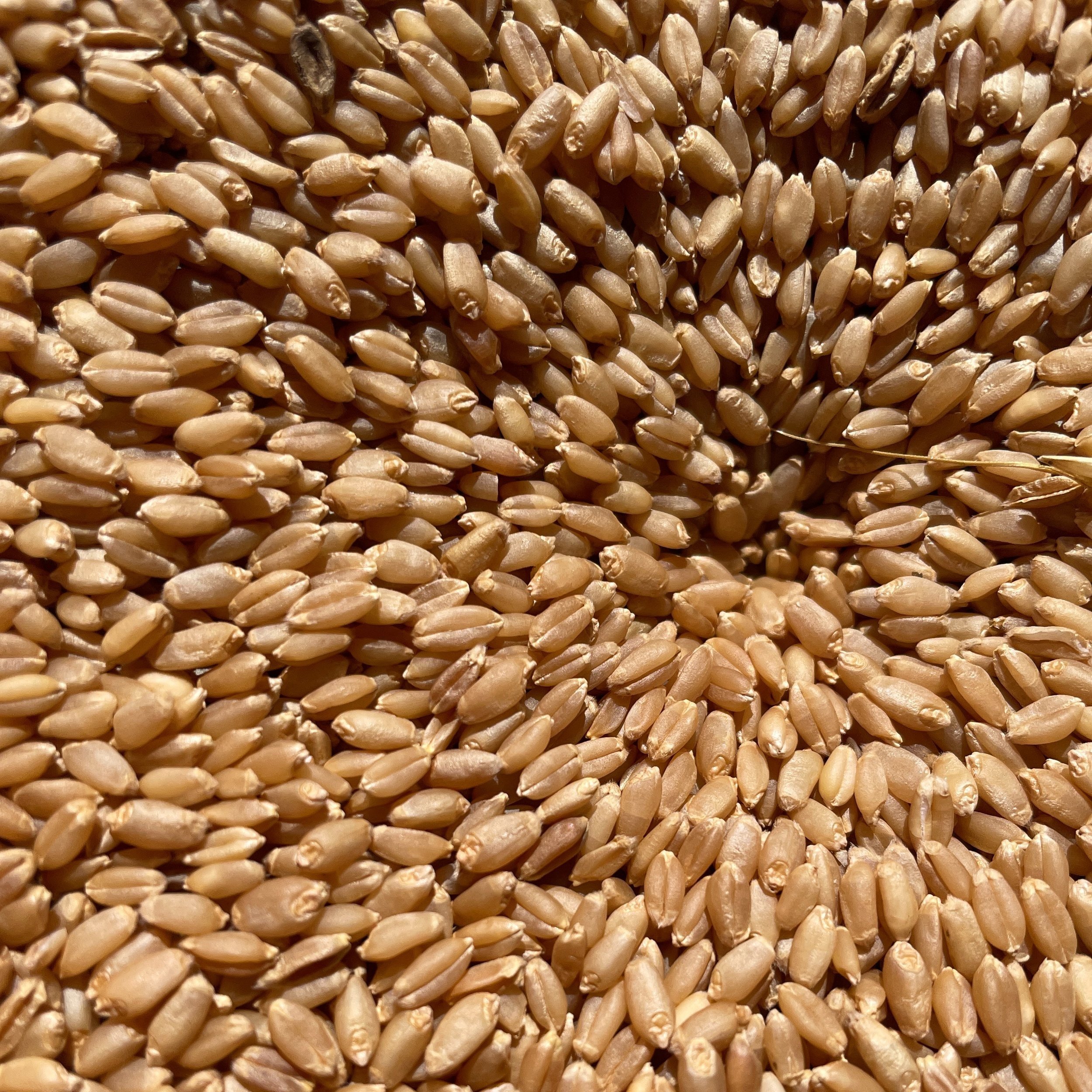hourani whole grain berries