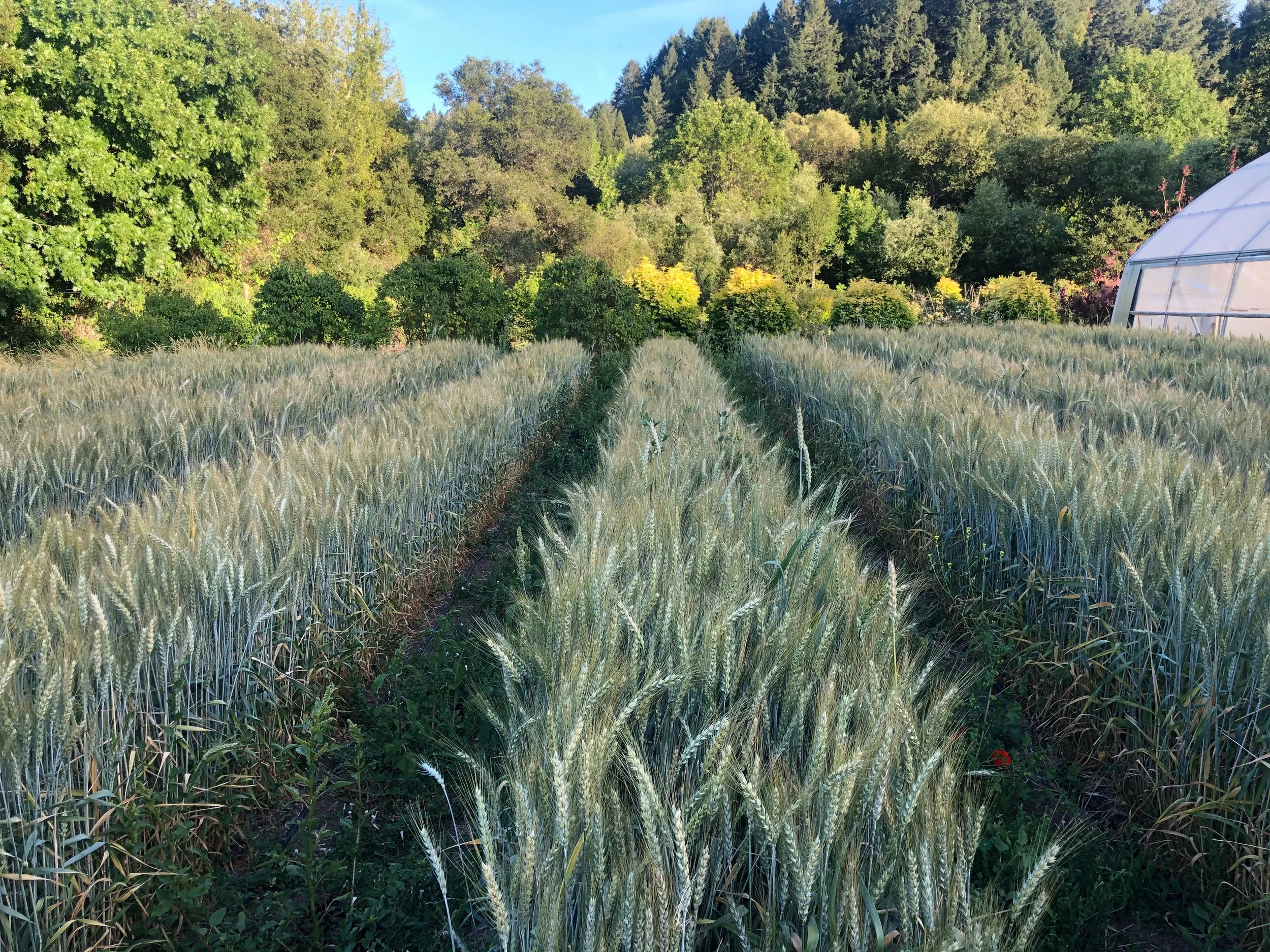 Honoré Hourani Growing - PC: Elizabeth DeRuff