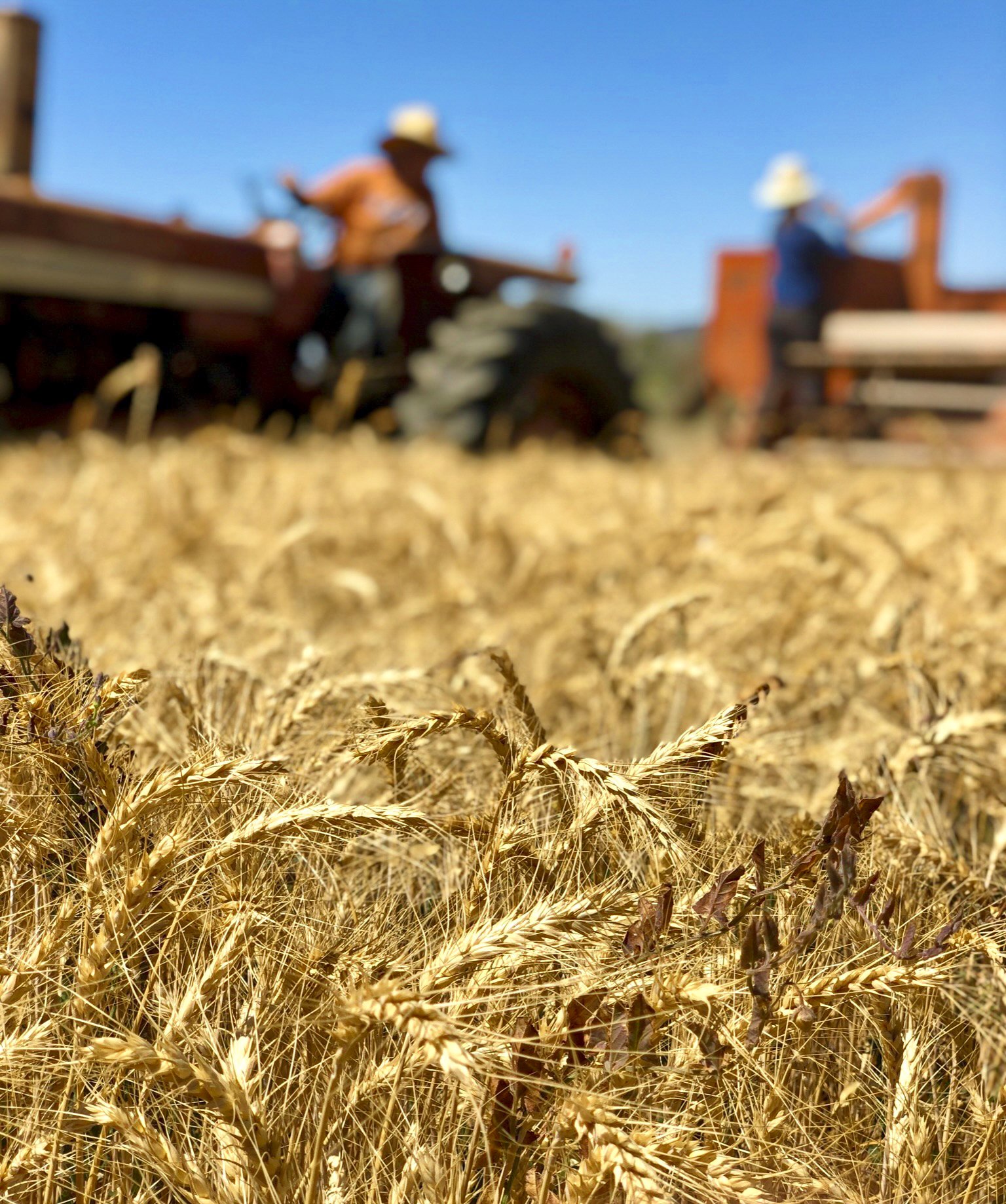 Honoré Hourani Harvest - PC: Elizabeth DeRuff