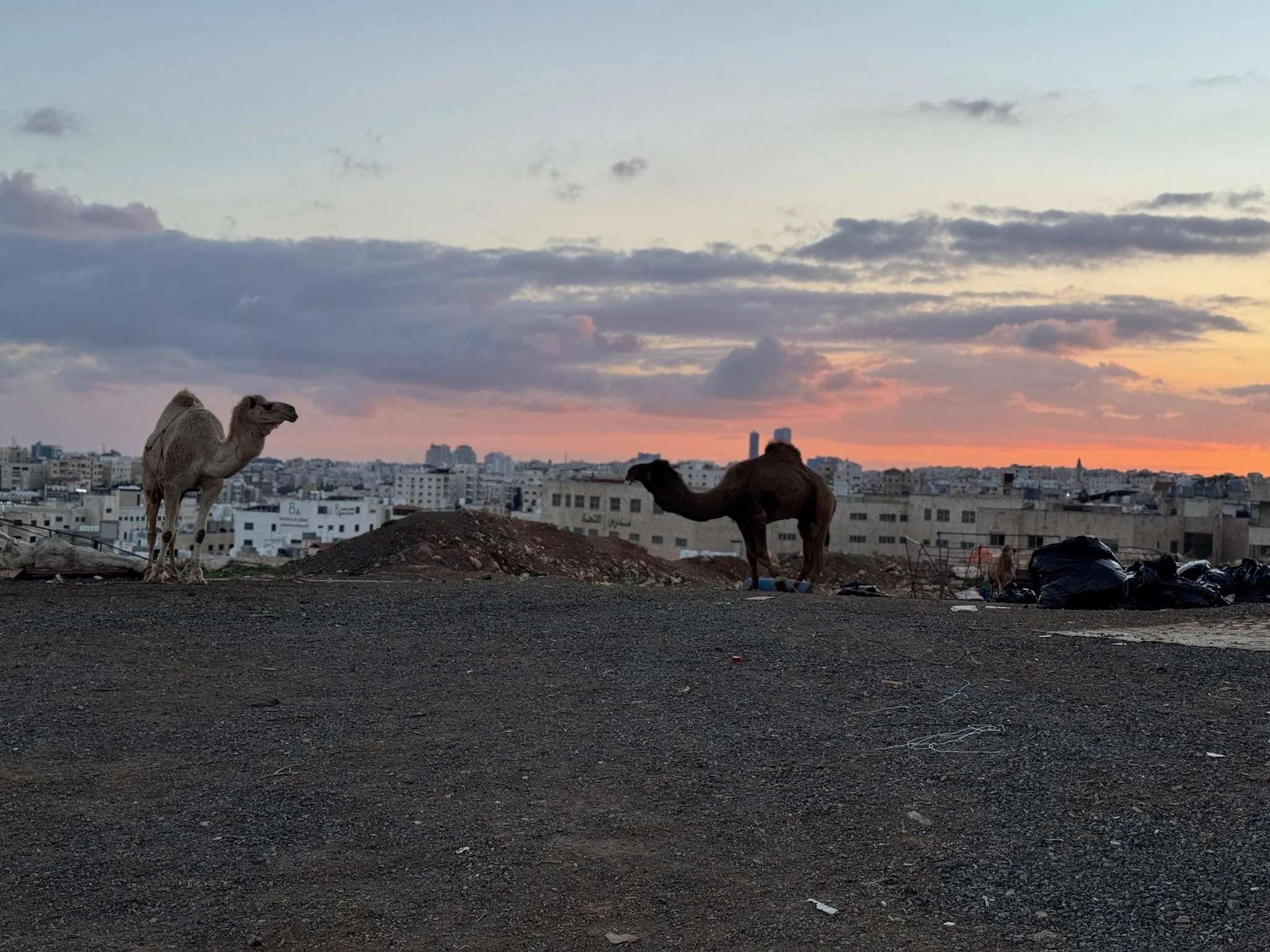 The depth of this ancient culture revealed itself again on our drive back to Amman. Just a mile from the dense city center, camels stood along the roadside. We stopped to greet them and learned from their shepherd that the camel’s milk had already so
