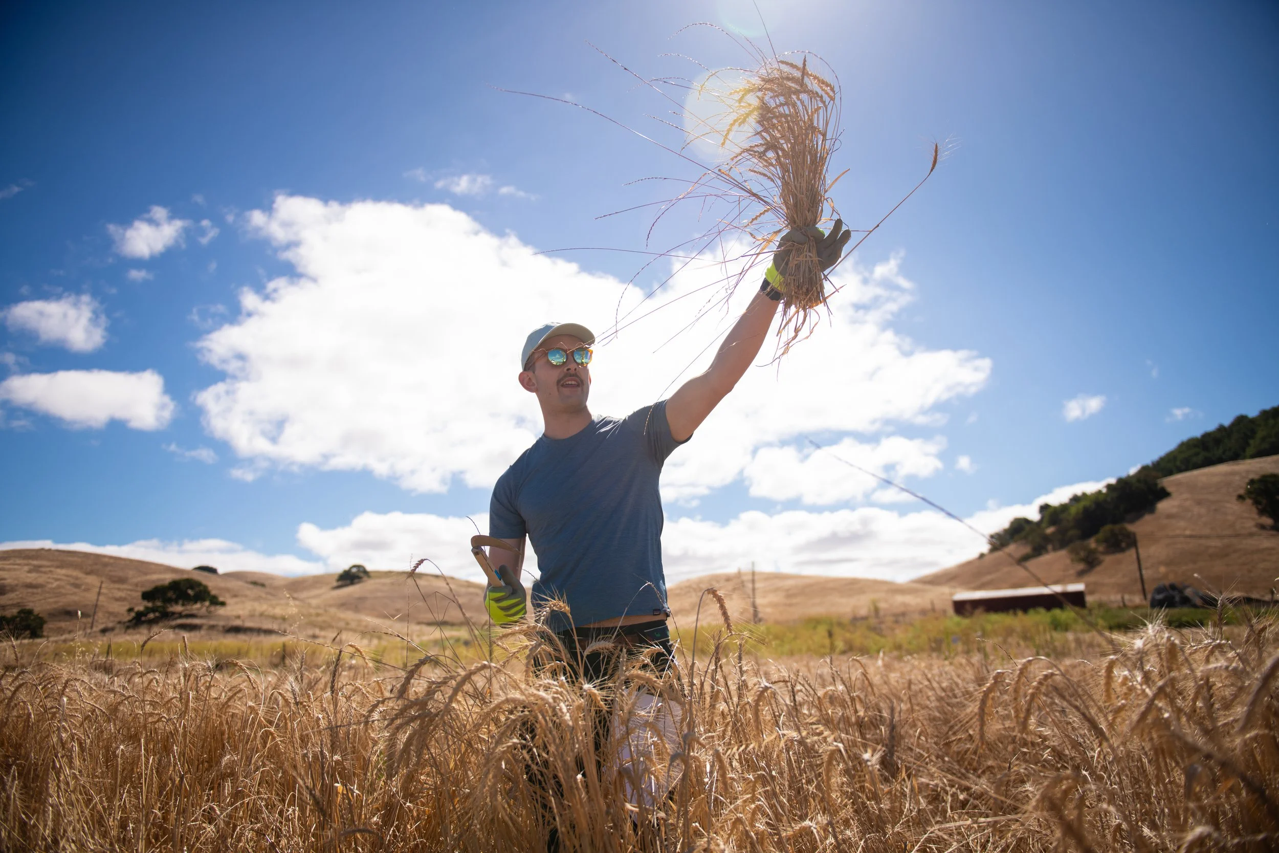 John DeRuff demonstrating how to safely harvest using a sickle