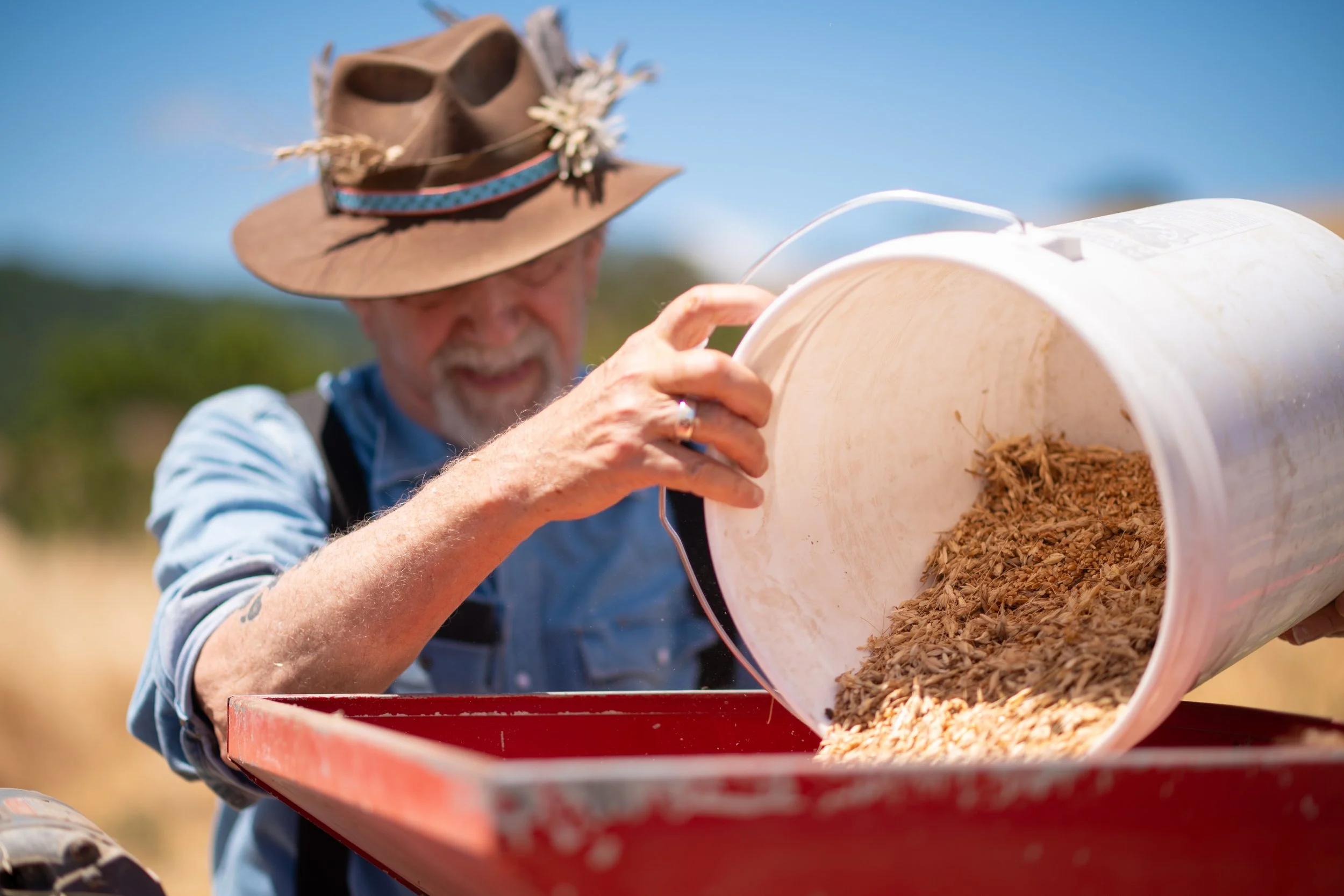 Peter Coyle carefully pouring the threshed grain into a new addition to the field this year - a seed cleaner