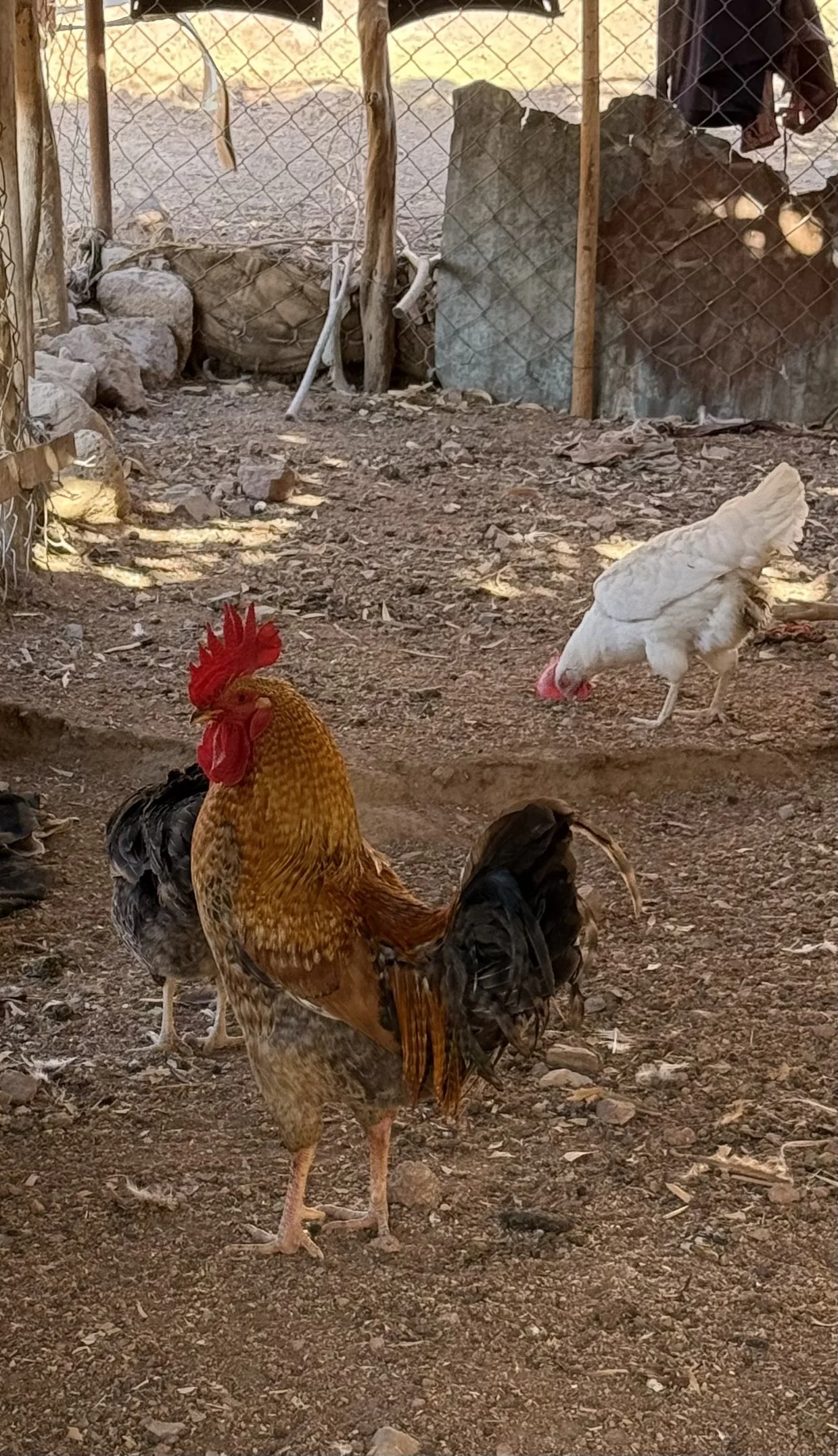 Then the chickens…