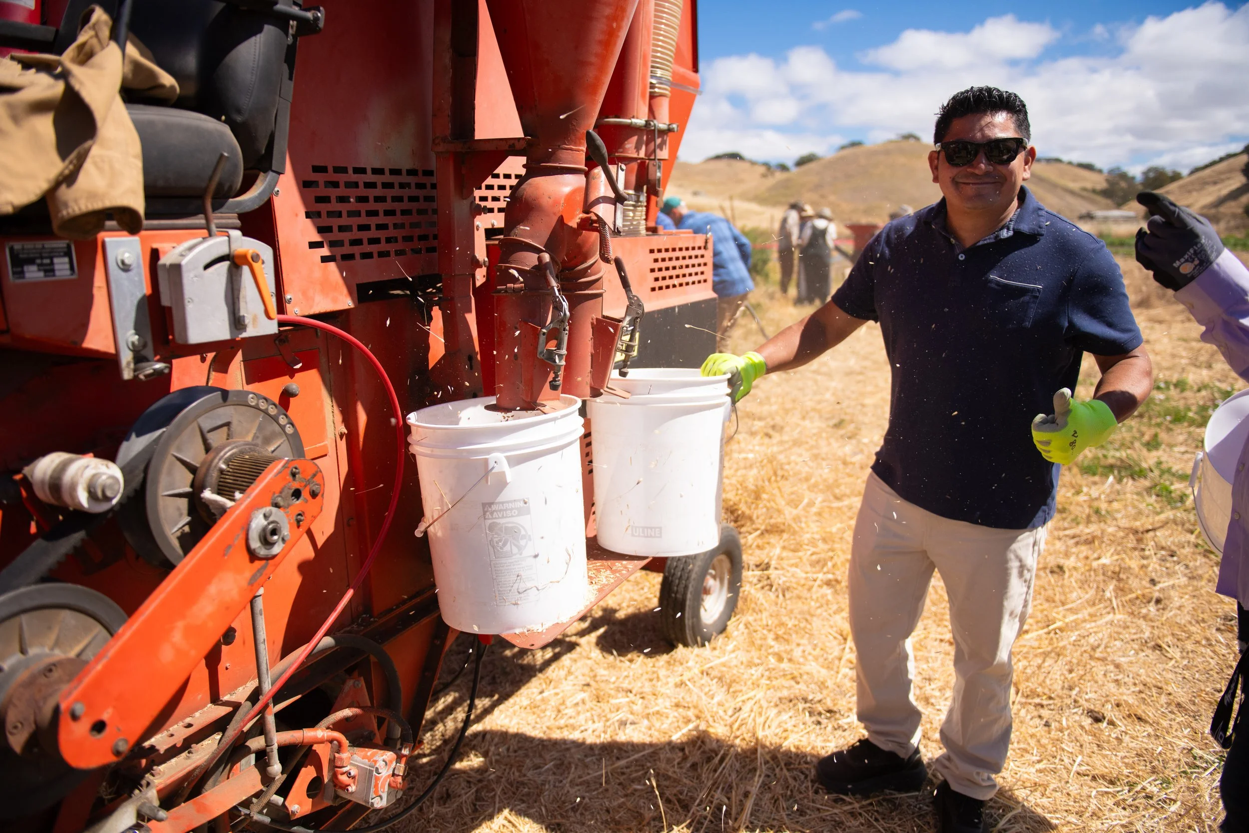 Freshly threshed Honoré Hourani grain pouring from the combine into waiting buckets