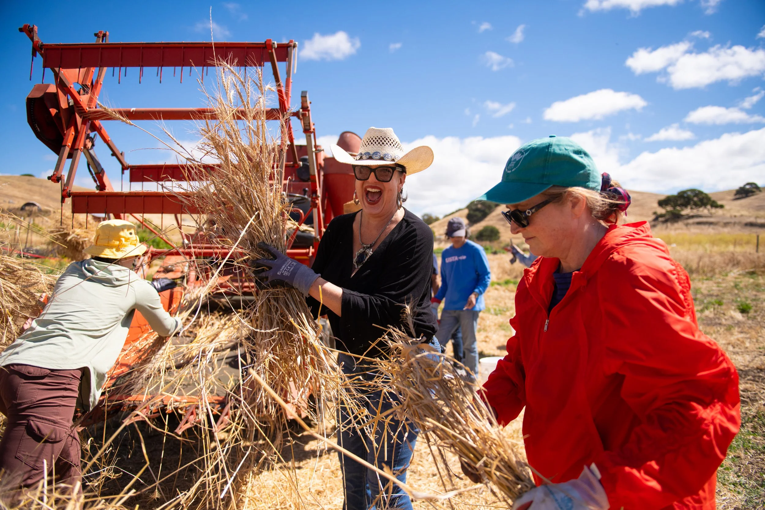 Once harvested, the wheat was fed into the combine, where the grain was separated from the straw and chaff