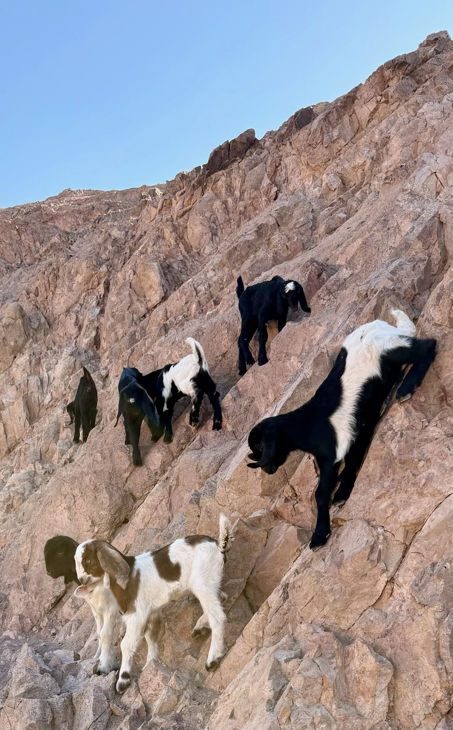 Lastly the baby goats which immediately scampered on the rocky hillside.  