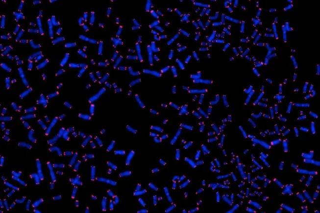Human Gene Therapy Successfully Lengthens Telomeres