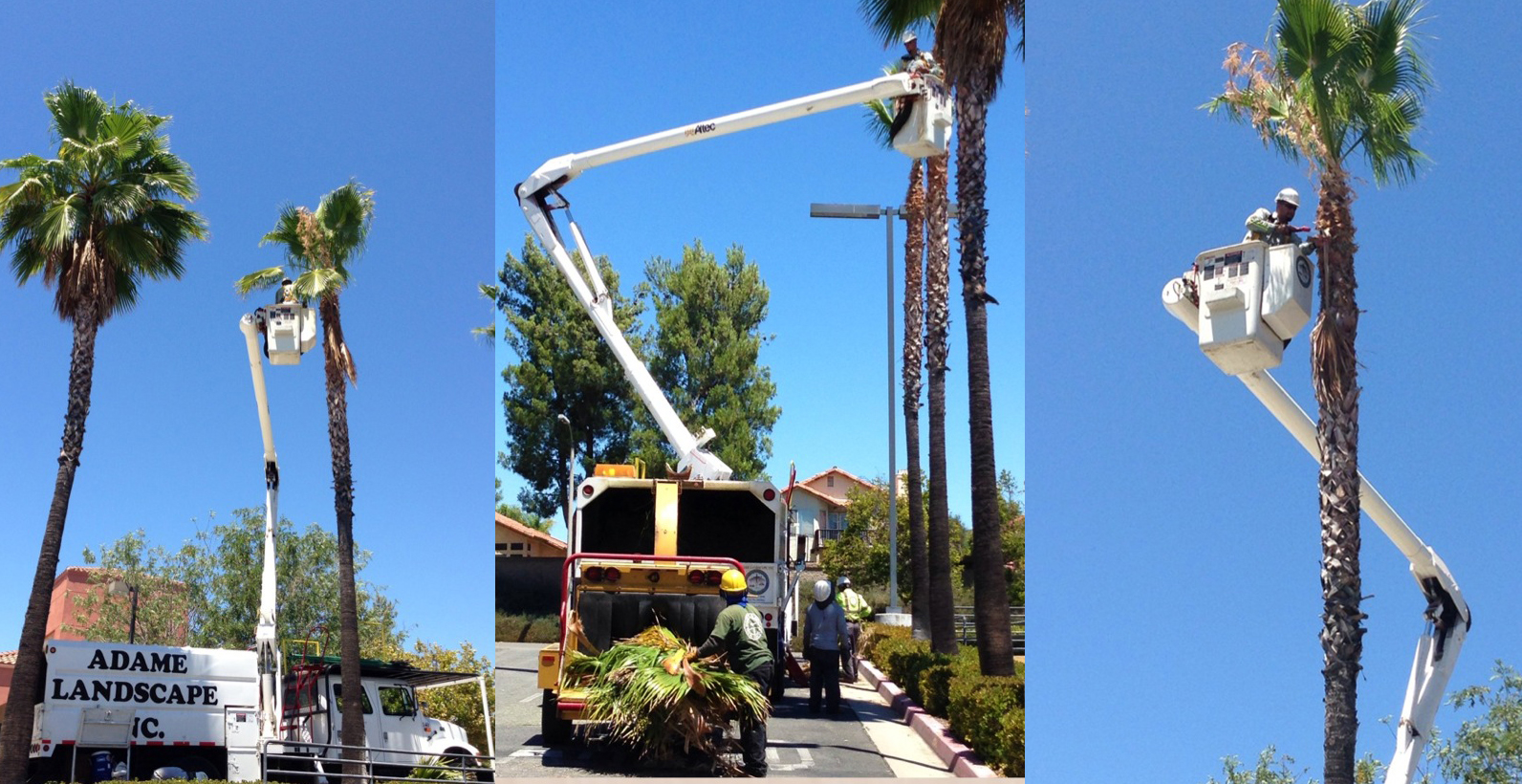Tree boom.jpg