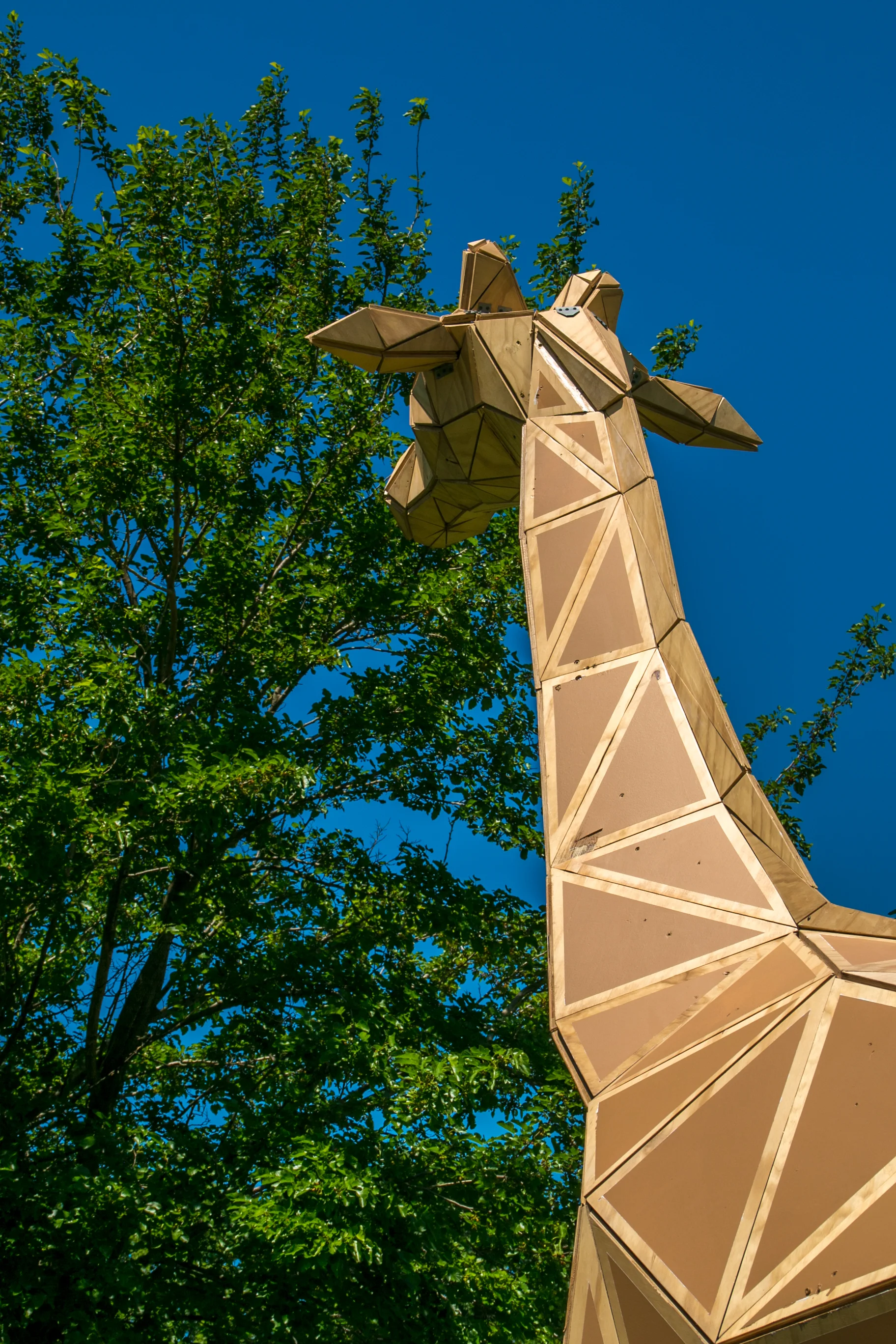 achilles the giraffe (12 of 49).jpg