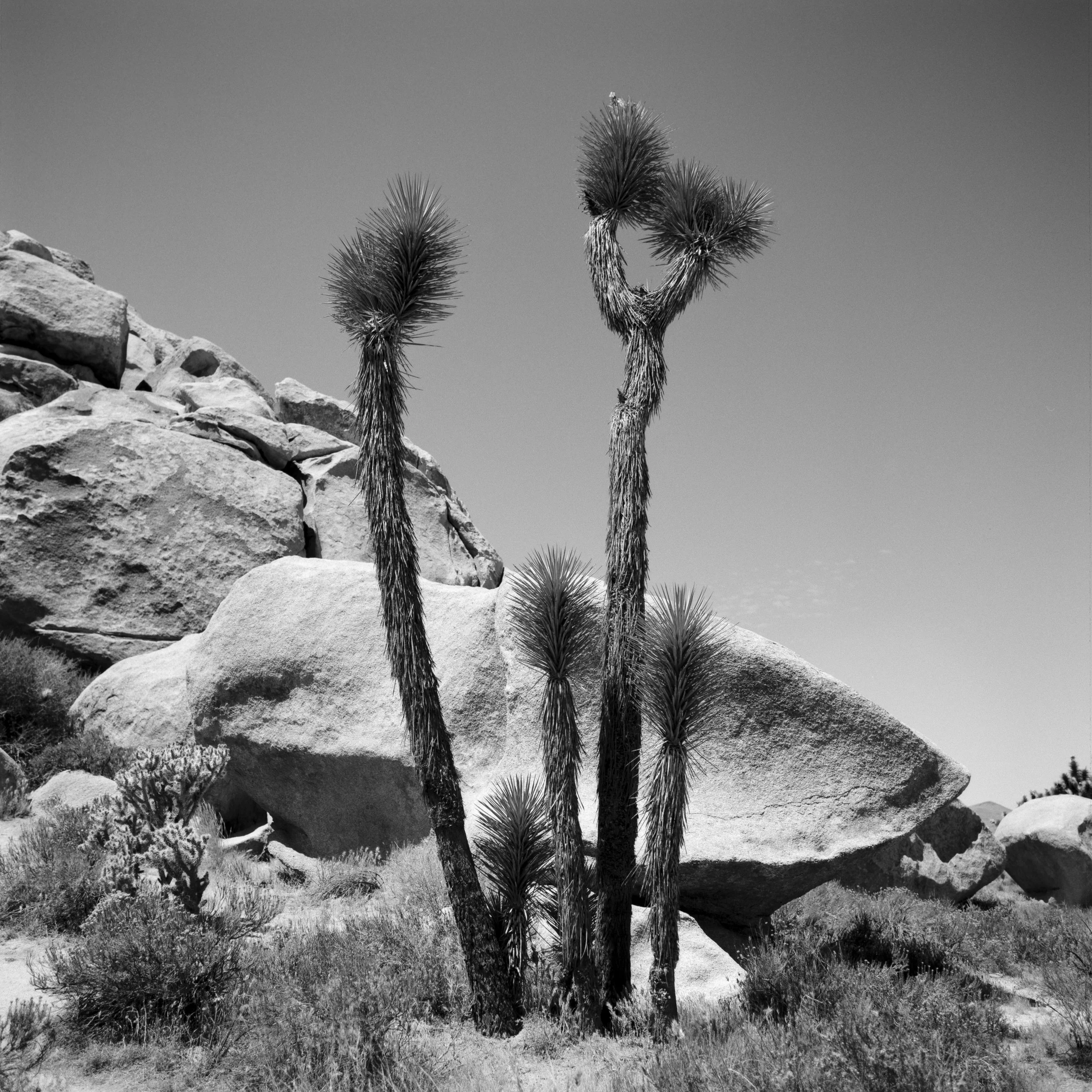 500CM | Fuji Acros 100-010.jpg