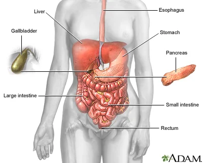 Nursing Interventions for Bowel Perforation: What is it and What Do I Do About It? — From New to ICU Nursing Interventions for Bowel Perforation: What is it and What Do I Do About It? — From New to ICU