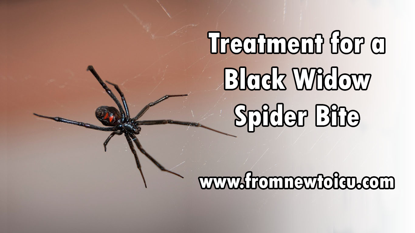The 4 Black Widow Spider Bite Stages