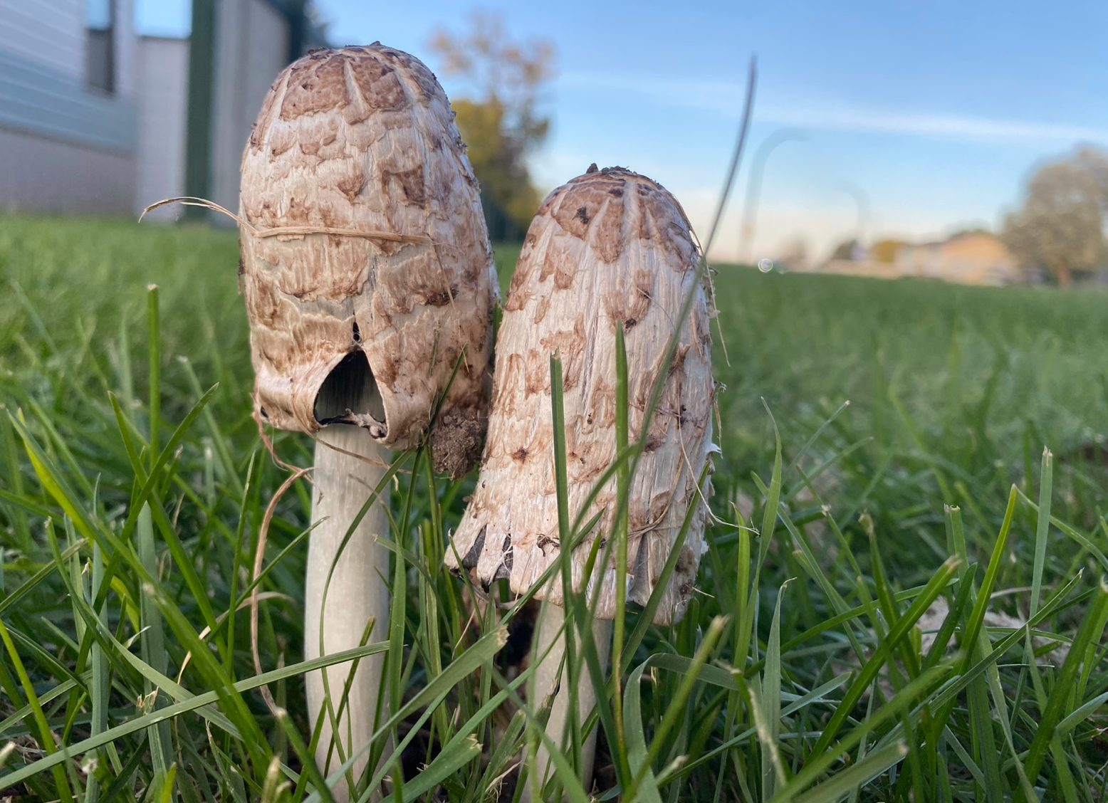 They Must Think I’m a Mushroom