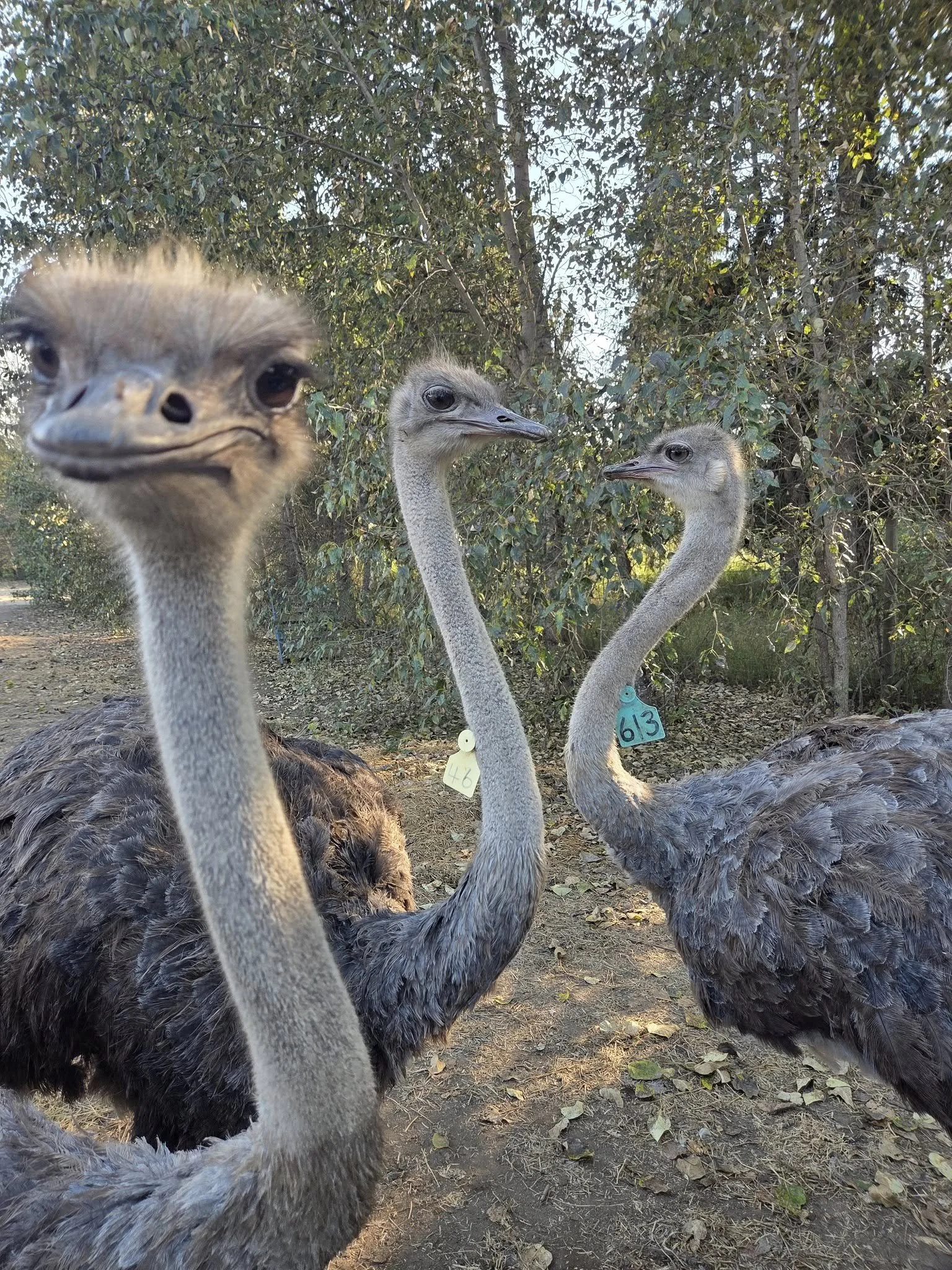 B.C. Ostrich Farmers Say Flock Could Hold Flu-Fighting Secrets as Officers Prepare for Cull