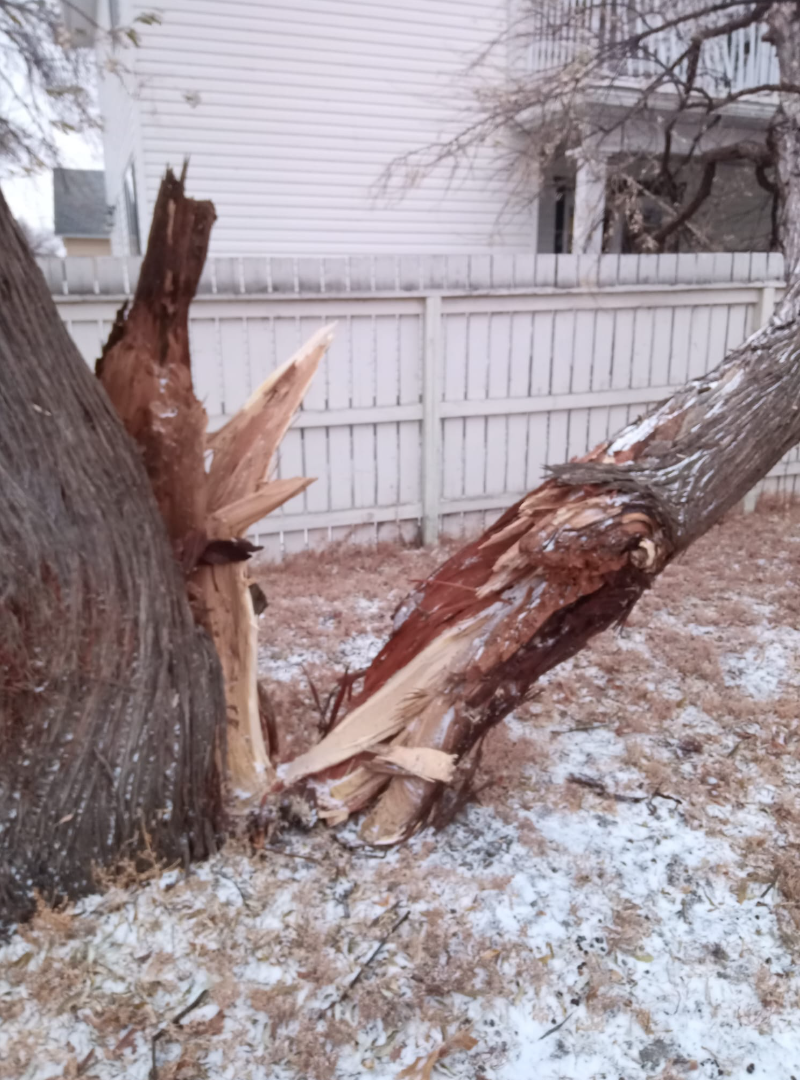 Russian Olive