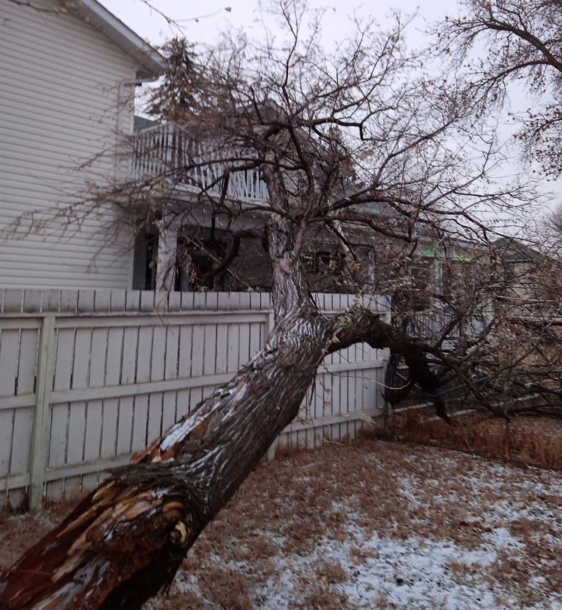 Russian Olive