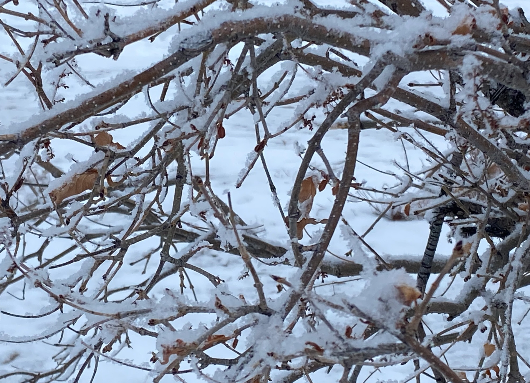 Screen Shot 2026-01-05 at 9.13.33 PM.png