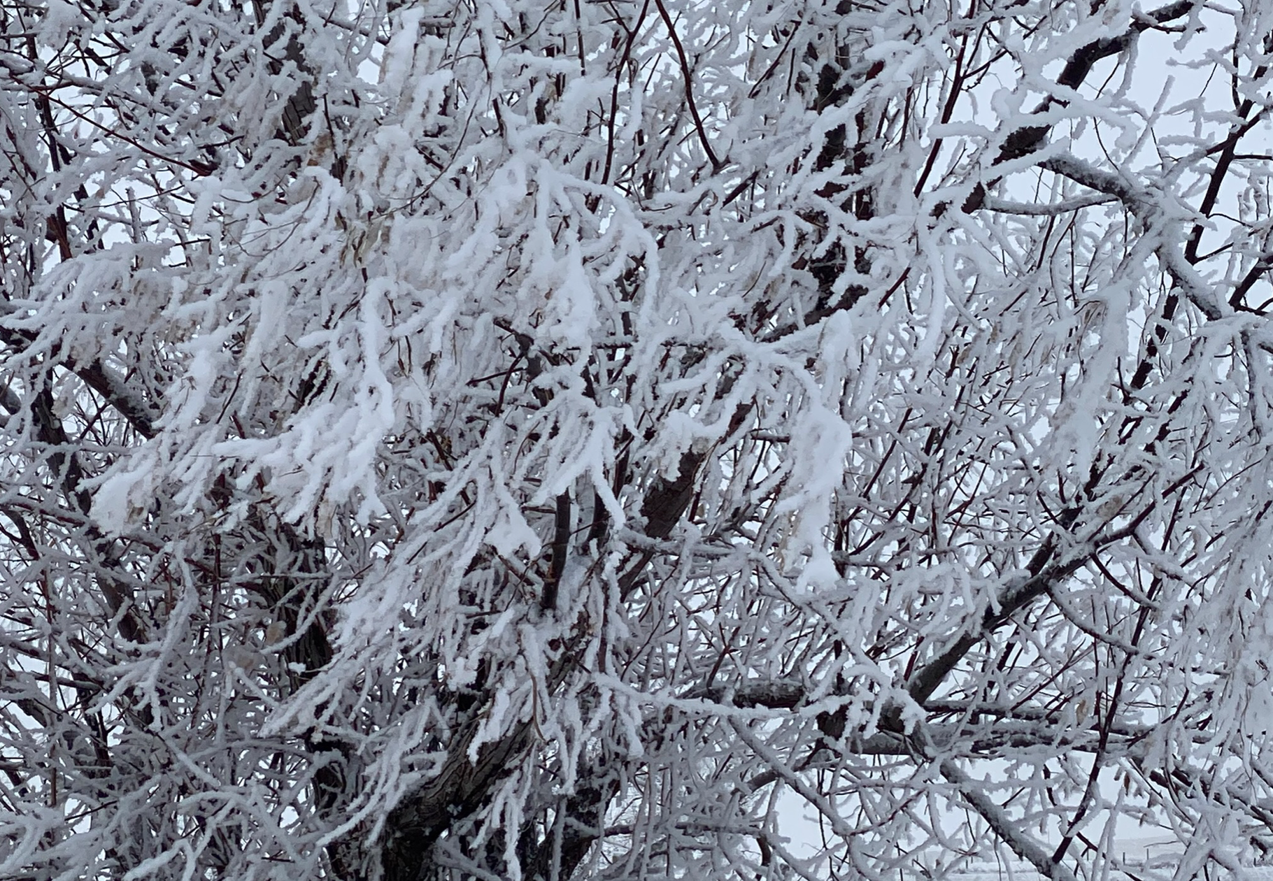 Frosty Tree