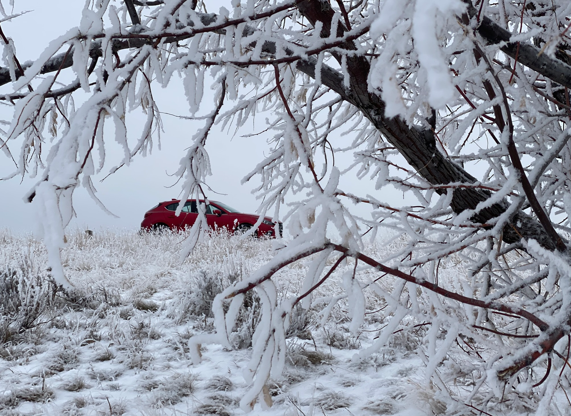 Red Rocket Behind The Tree