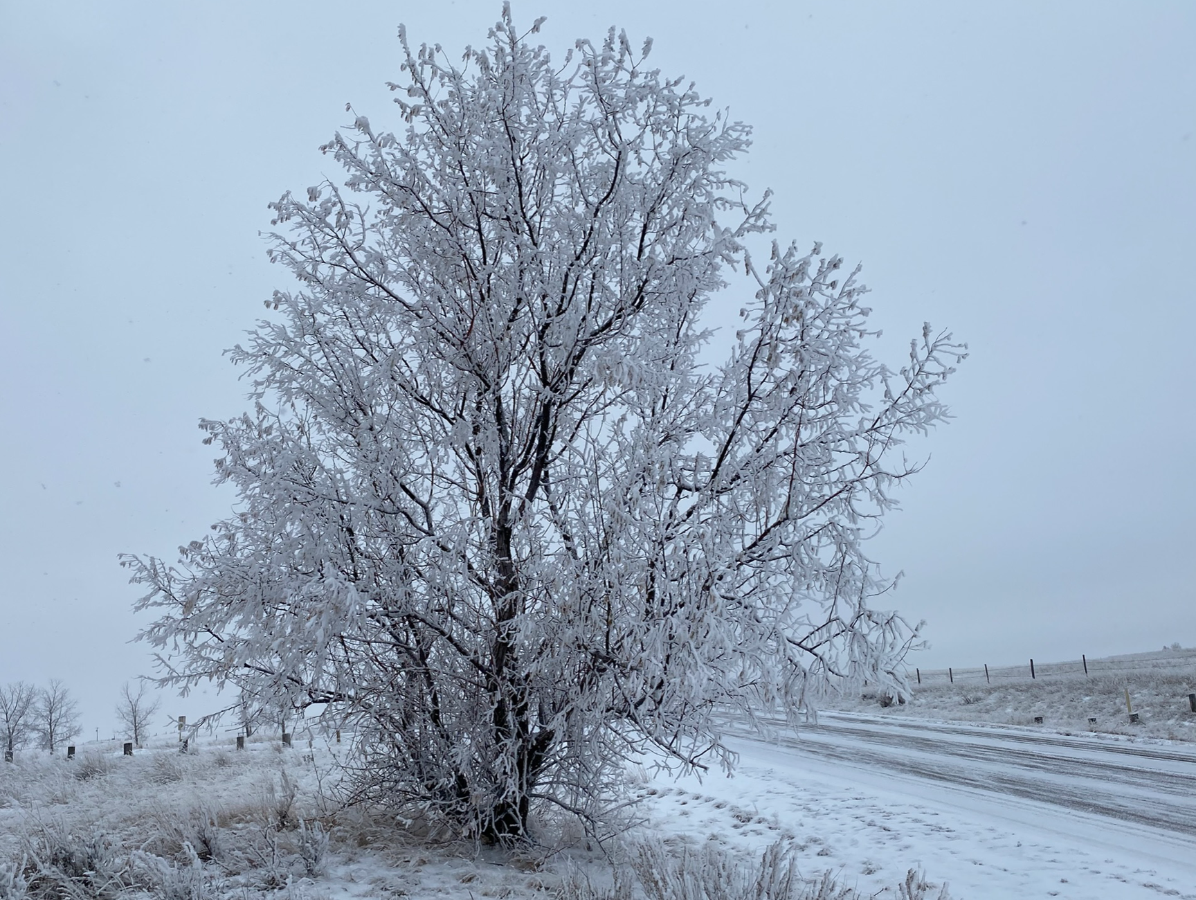 Frosty Tree
