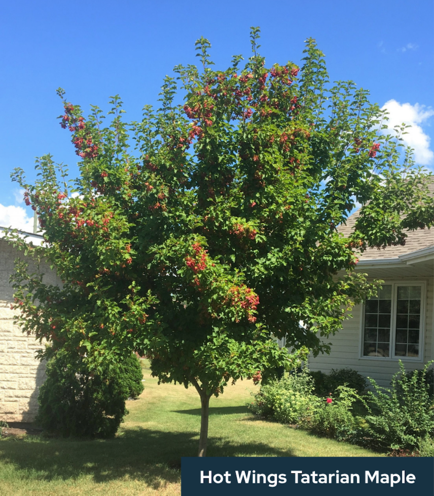 🌳 Branch Out, Hatters! Free Trees Up for Grabs Starting 10 AMToday