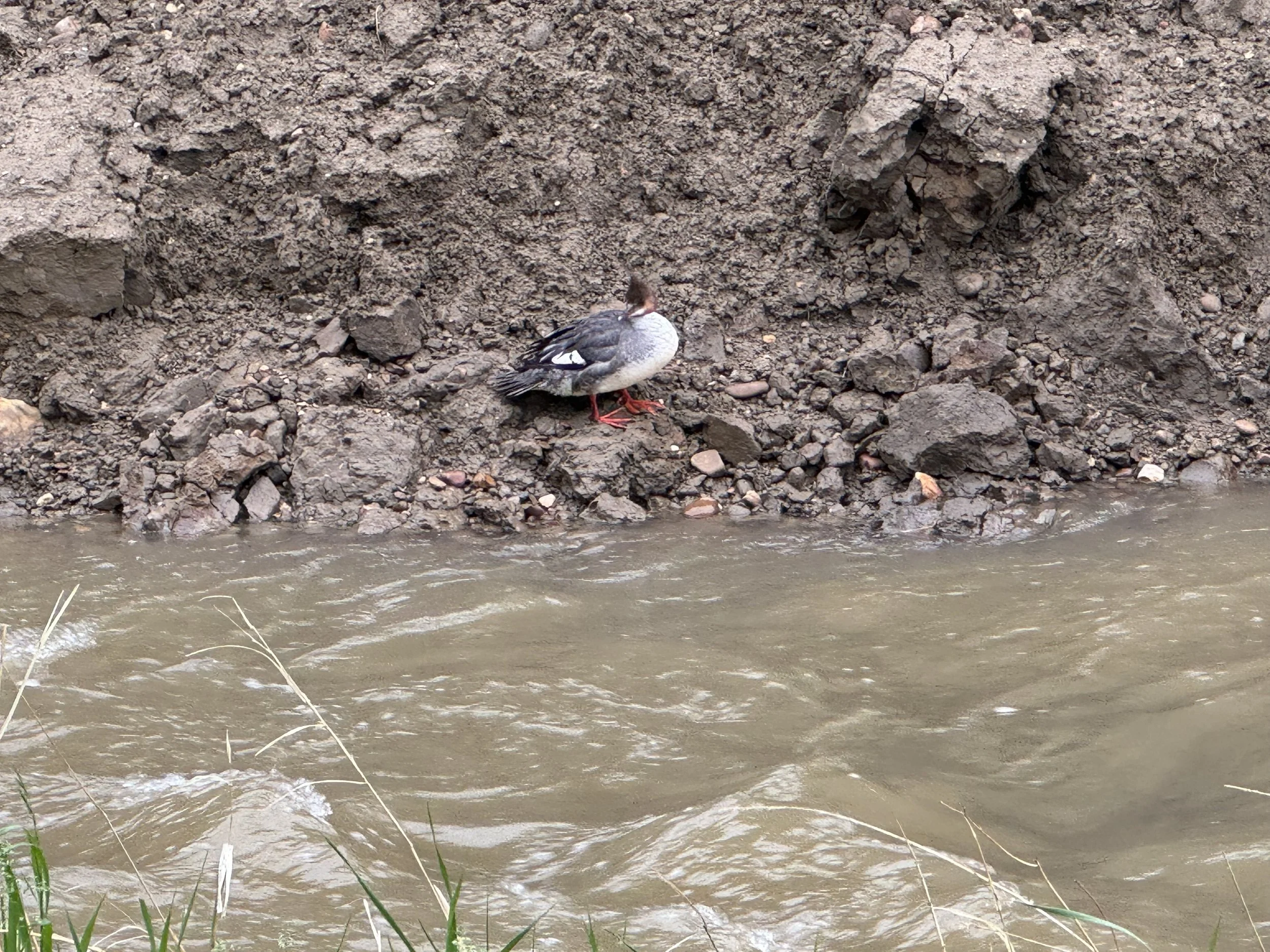 River Update #1 - South Sask. Levels Rising But Still Far From Record Levels