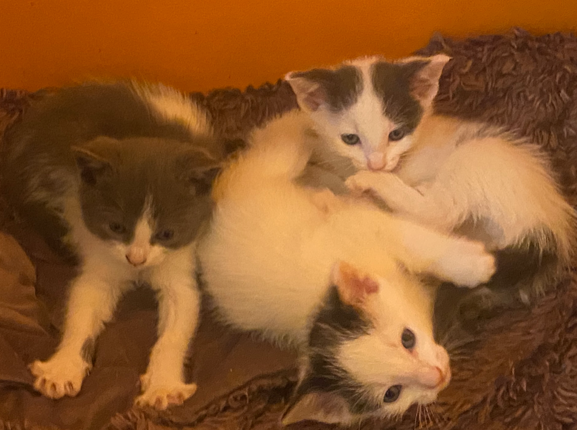  3 Years, 2 Applications: Medicine Hat's TNR Clowder-F*ck