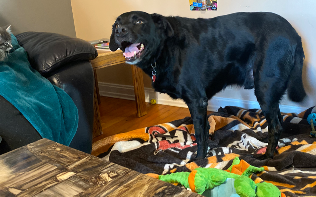 Meet Dutch, the Goodest Boi Who Deserves a Forever Sofa!