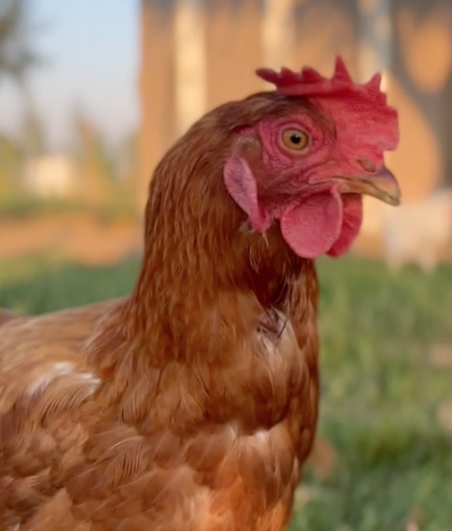 Medicine Hat's Proposed Urban Chicken Bylaw 