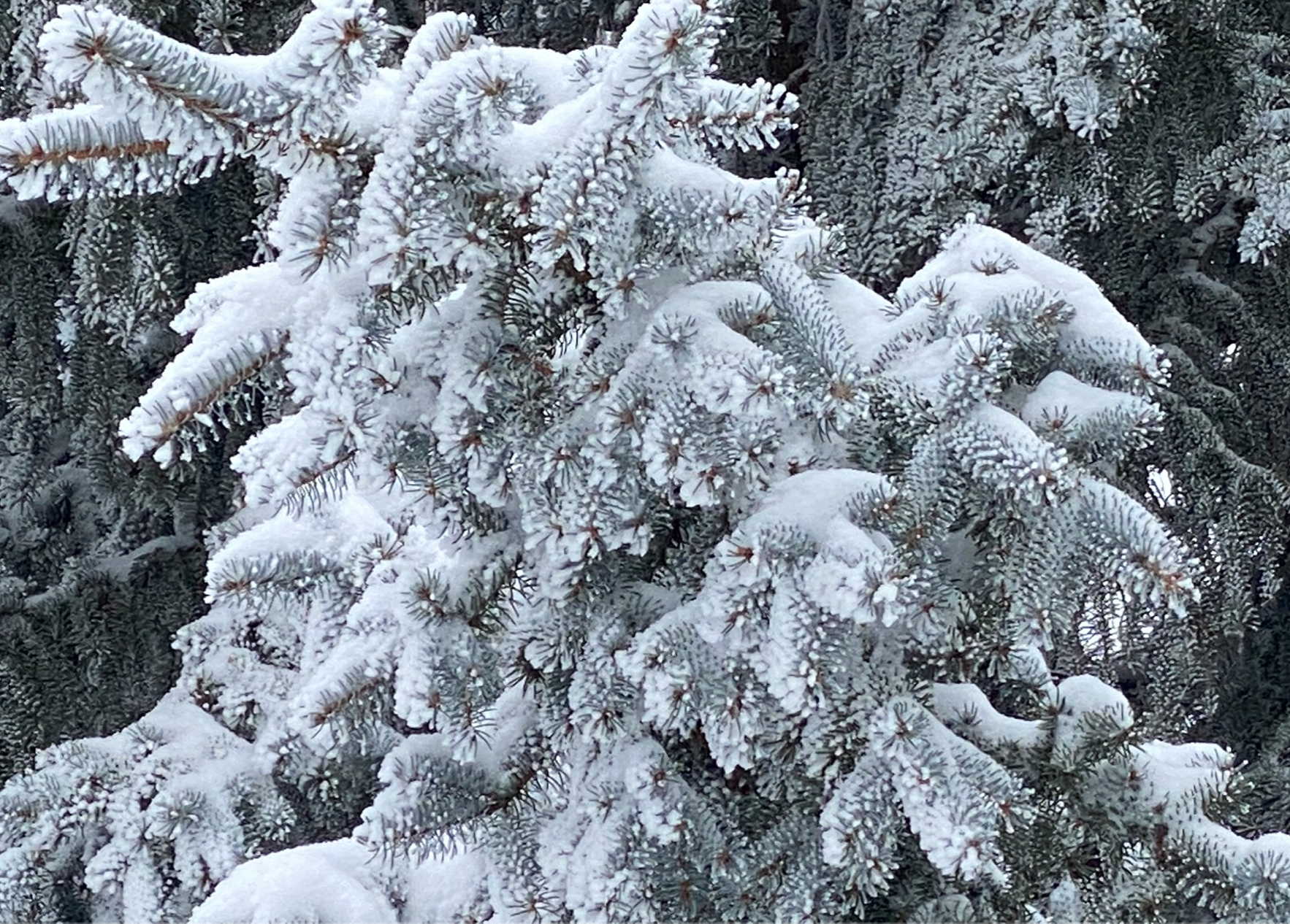 Snowfall Warning For Medicine Hat and Area