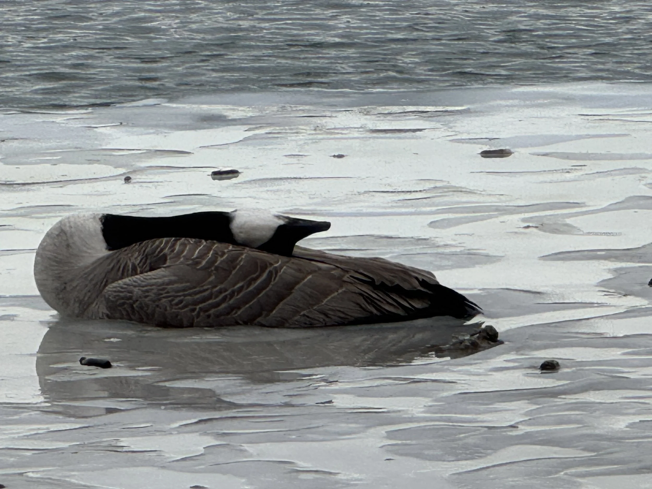 Province Confirms Worst Year Yet For Bird Flu in Wild Population