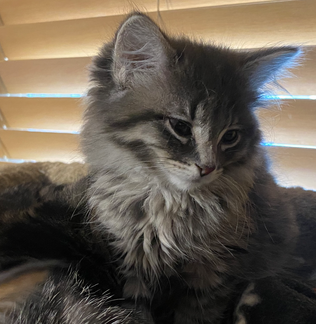 Deadly Poison Approved in Alberta: Keep Your Pets Away From Dead Animals