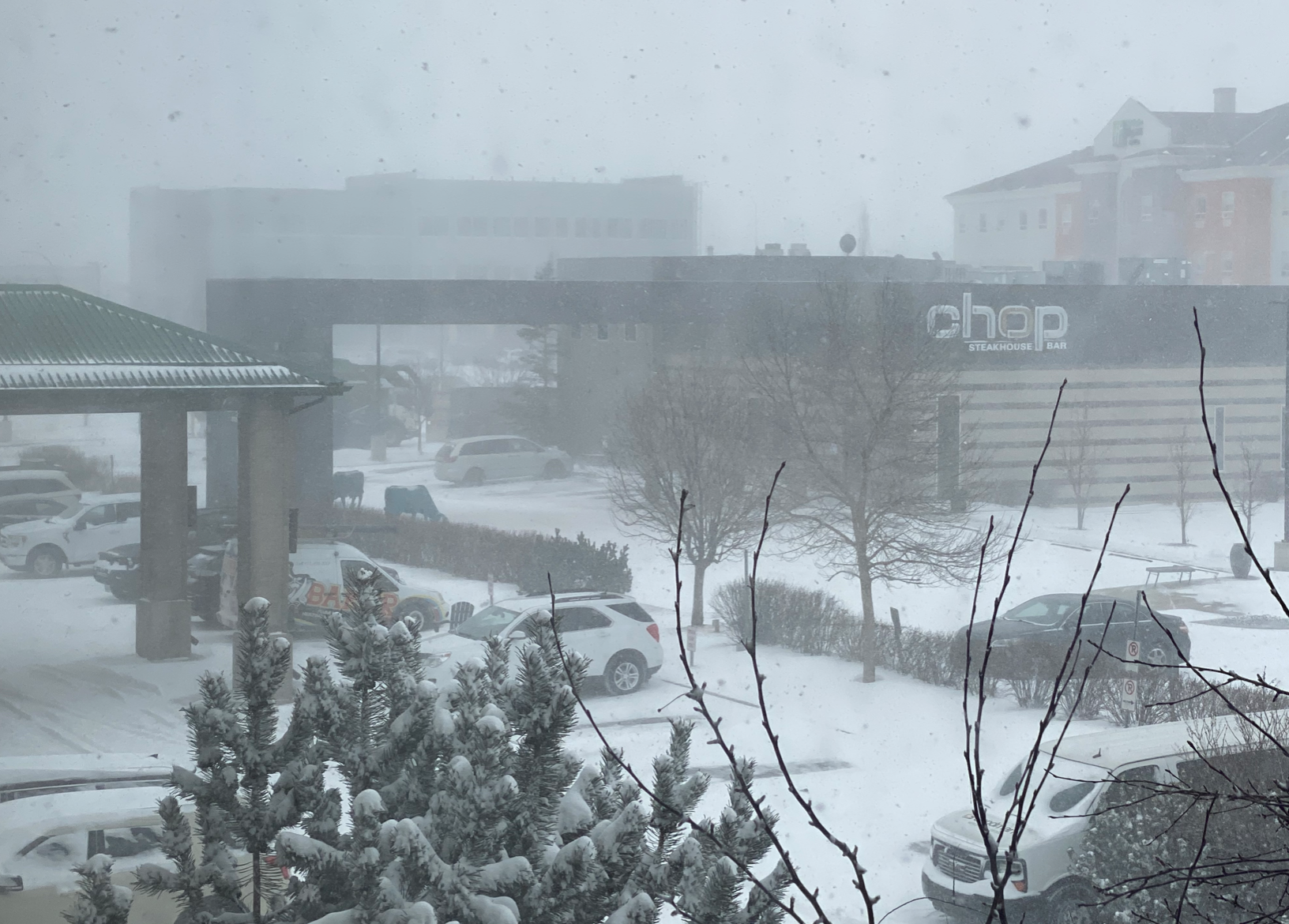 Flowers in February: A story, a panic, and what it says about us