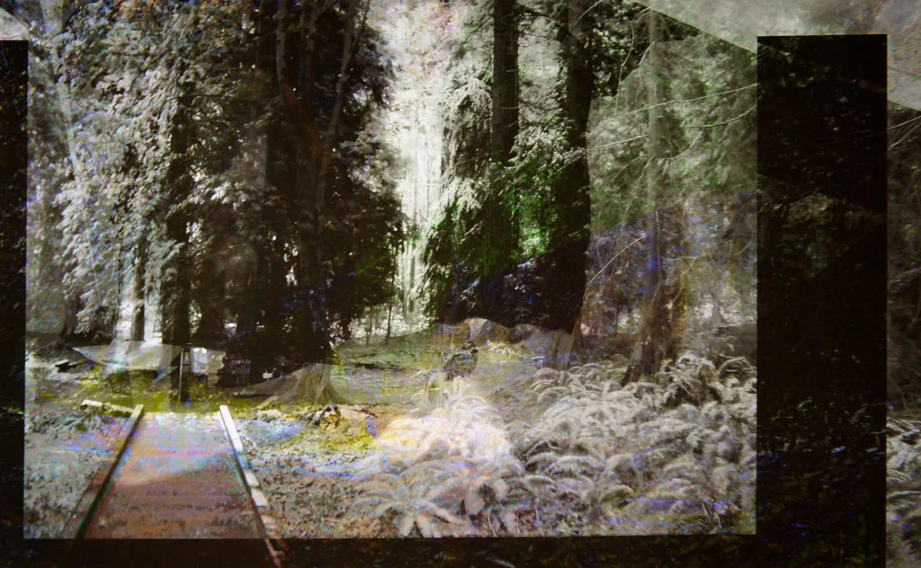 Sherwood Forest