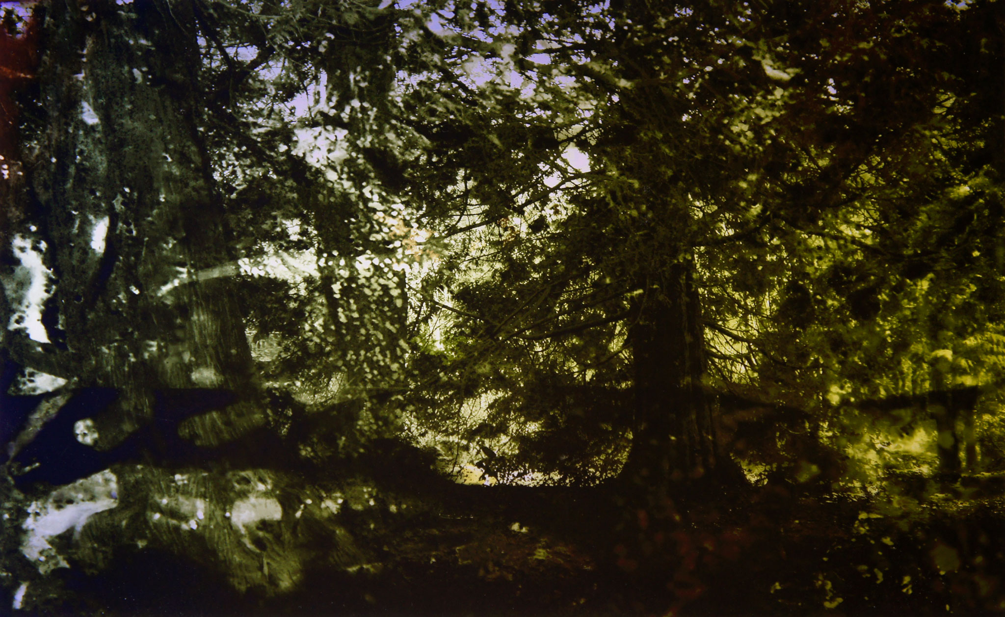 Sherwood Forest "View of the Forest" Lambda Print on polyester