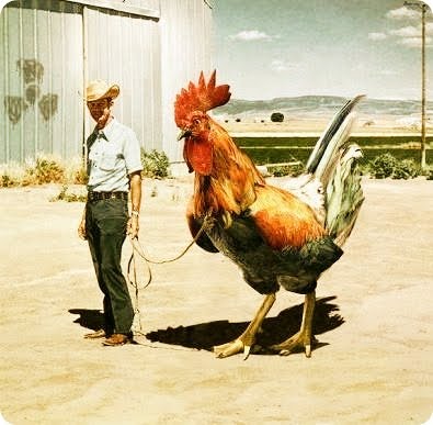 This Guy's Not a Little Chicken. He's Cocky.