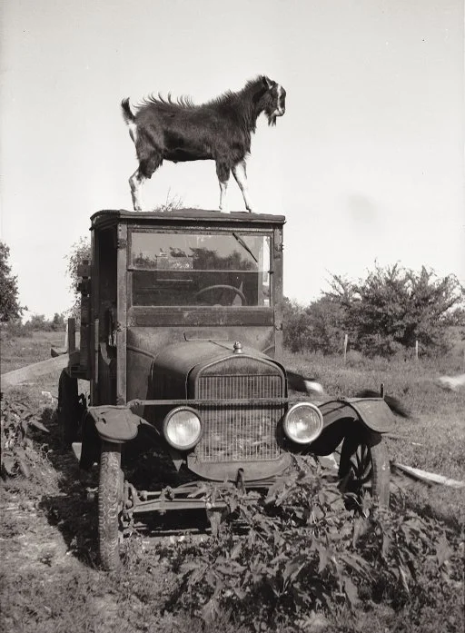 goat-on-truck.jpg