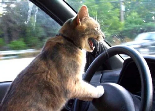 cat-angry-car.jpg
