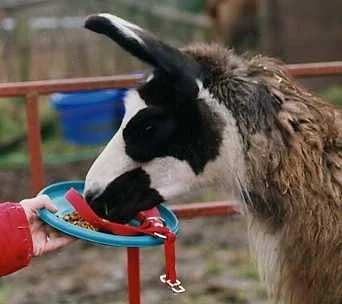 Did you know Llamas eat from Frisbees?