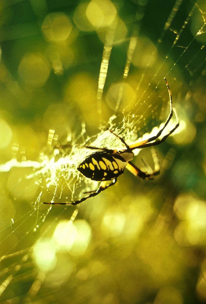 How Spiders are Like Good Creatives
