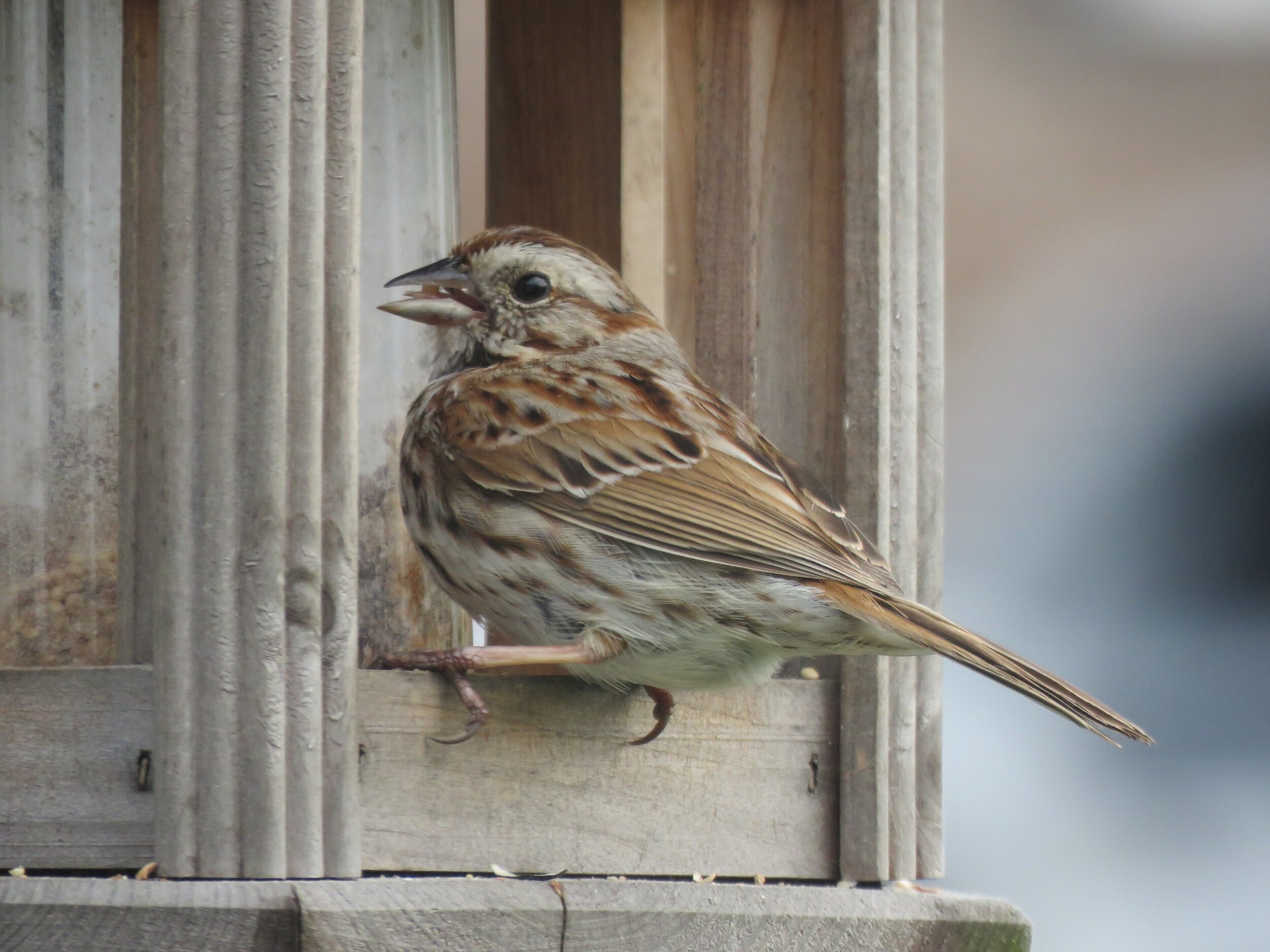 Female House Sparrow, 2020
