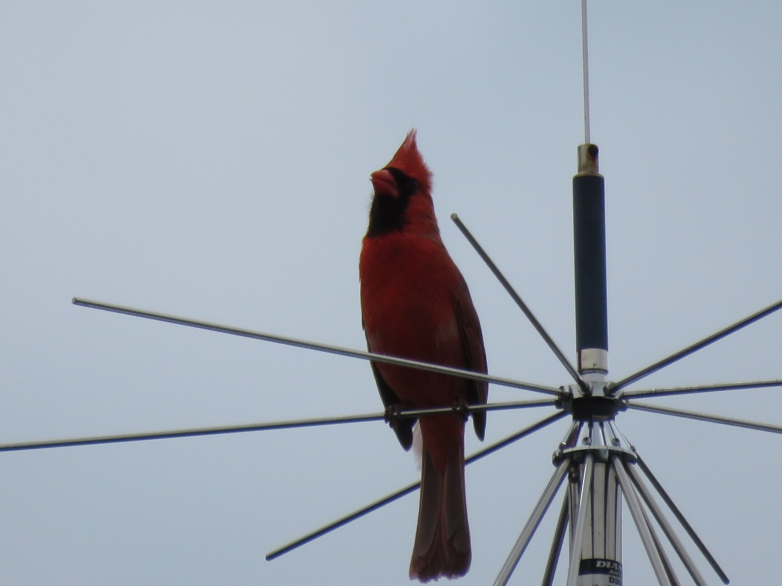 Male Cardinal, 2020